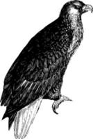 amerikanischer seeadler, vintage illustration. vektor