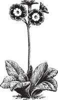 auricula årgång illustration. vektor