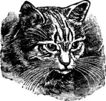 katzenaugen oder felis catus, vintage illustration. vektor