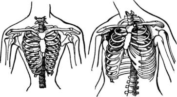 mänsklig bröst årgång illustration. vektor