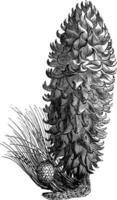 kon av pinus coulteri årgång illustration. vektor