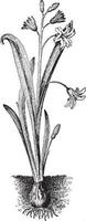 chionodoxa luciliae vintage illustration. vektor