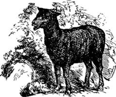 baa, baa, schwarzes schaf, vintage illustration vektor