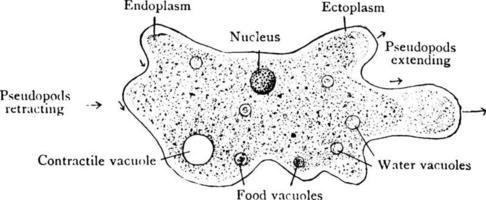 Amöbe, Vintage Illustration. vektor