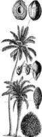 vintage illustration der kokospalme. vektor