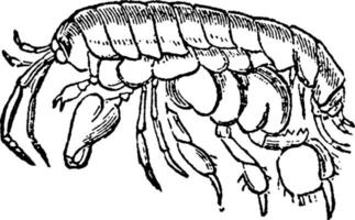 Landspringer, Vintage Illustration. vektor