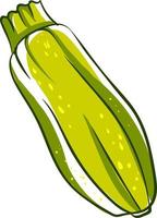 färsk zucchini, illustration, vektor på vit bakgrund.