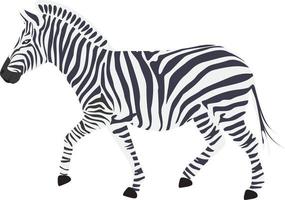 små zebra, illustration, vektor på vit bakgrund.