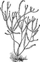 barosma pulchella årgång illustration. vektor