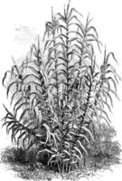 arundo donax vintage illustration. vektor