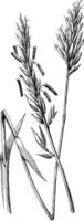 anthoxanthum odoratum gräs årgång illustration. vektor