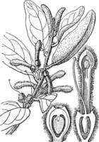 loranthus-weinleseillustration. vektor