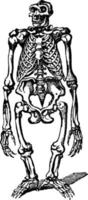 gorilla skelett, årgång illustration. vektor