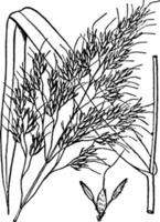 johnson gräs årgång illustration. vektor