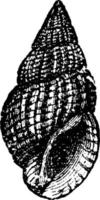 nassa reticulata, årgång illustration. vektor