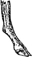komprimerad fot, årgång illustration. vektor