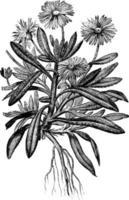 mesembryanthemum criniflorum årgång illustration. vektor