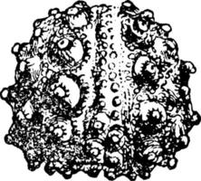 fossiler echinidea oder hemicidaris intermedia, vintage illustration. vektor