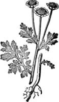 Mutterkraut, Chrysantheme, Parthenium, Gänseblümchen, Familie, Asteraceae, traditionell, medizinisch, Kräuterweinleseillustration. vektor
