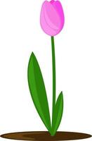rosa Tulpe, Illustration, Vektor auf weißem Hintergrund.