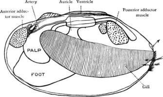 mussla skal, årgång illustration. vektor