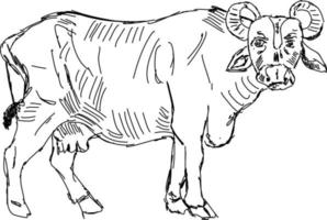 buffel teckning, illustration, vektor på vit bakgrund.