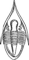 megalaspis, årgång illustration. vektor