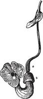 aristolochia macrophylla vintage illustration. vektor