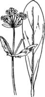 valerianella woodsiana årgång illustration. vektor