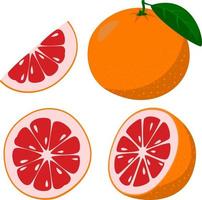 färsk grapefrukt. hela grapefrukt frukt och ett grapefruktsnitt i halv. tecknad serie stil. vektor illustration isolerat på en vit bakgrund