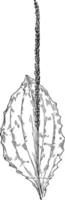 svart frö groblad årgång illustration. vektor