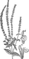 salvia nemorosa vintage illustration. vektor