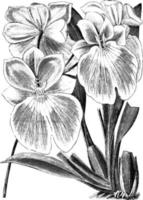 miltonia vexillaria vintage illustration. vektor