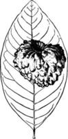 tuberkulöse Form von Cherimoya, Vintage-Illustration. vektor