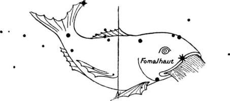 piscis austrinus årgång illustration. vektor