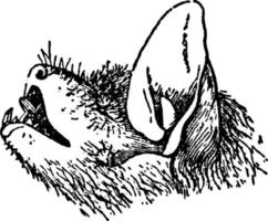 scotophilus emarginatus, årgång illustration. vektor