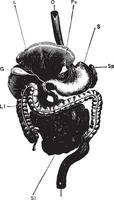 Gesamtansicht des Verdauungskanals, Vintage-Illustration. vektor