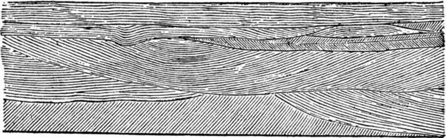 eolian korsa strö, årgång illustration. vektor