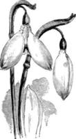 blumen von galanthus nivalis imperati vintage illustration. vektor