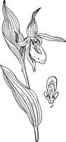 cypripedium calceolus-weinleseillustration. vektor