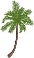 de hög kokos träd vektor