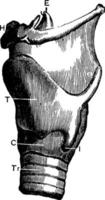 Seitenansicht des Kehlkopfes, Vintage Illustration. vektor
