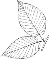 släkte betula, l. björk årgång illustration. vektor