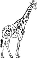 giraff teckning, illustration, vektor på vit bakgrund.