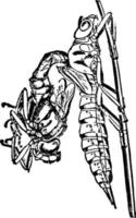 Libelle oder Aeschua Cyanea, Vintage Illustration. vektor