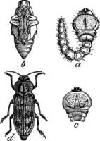 Apfelbaumbohrer mit flacher Leitung, Vintage-Illustration. vektor