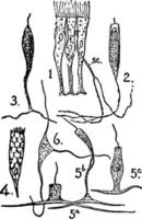 epitel, årgång illustration. vektor