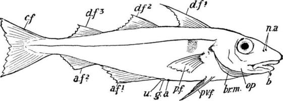 kolja, årgång illustration. vektor