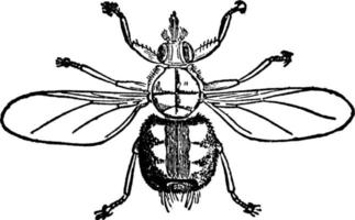 Spindel flyga, årgång illustration. vektor