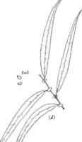 Gattung Salix, l. weide vintage illustration. vektor